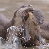 Schwimmunterricht im Reich der Otter? Mit dieser Aufnahme konnte Chee Kee Teo den "CREATURES UNDER THE WATER AWARD" für sich entscheiden