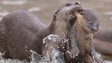 Schwimmunterricht im Reich der Otter? Mit dieser Aufnahme konnte Chee Kee Teo den "CREATURES UNDER THE WATER AWARD" für sich entscheiden