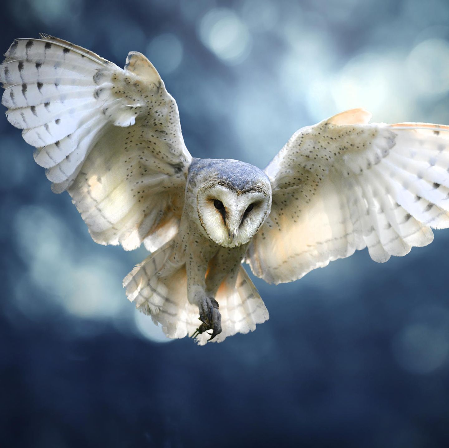 Die Schwingen der Eulen zeigen verschiedene Besonderheiten, die Fluggeräusche mindern