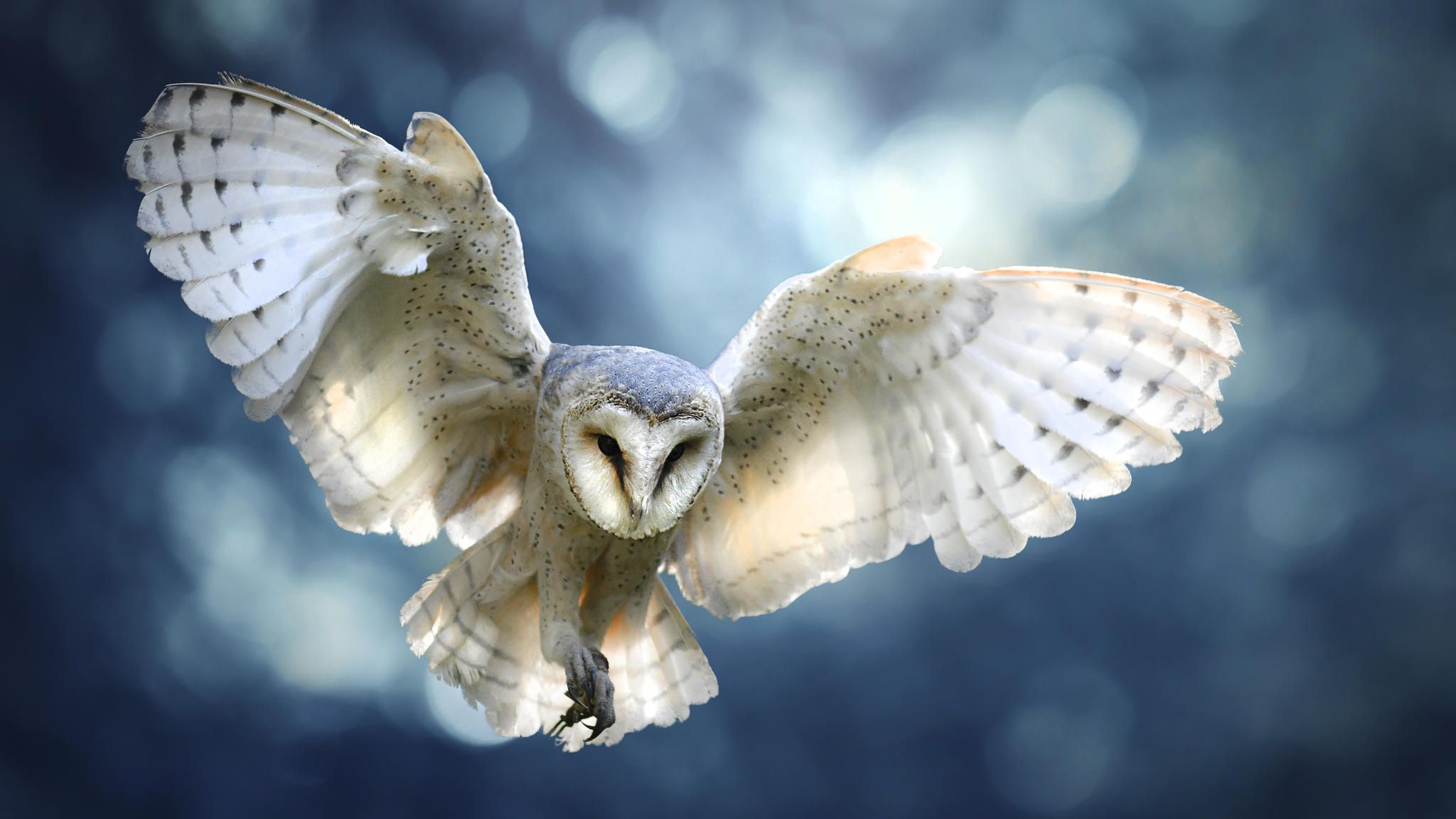 Die Schwingen der Eulen zeigen verschiedene Besonderheiten, die Fluggeräusche mindern