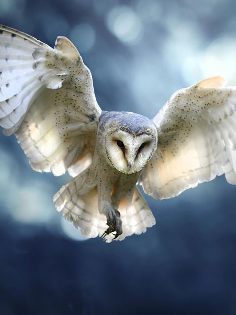 Die Schwingen der Eulen zeigen verschiedene Besonderheiten, die Fluggeräusche mindern