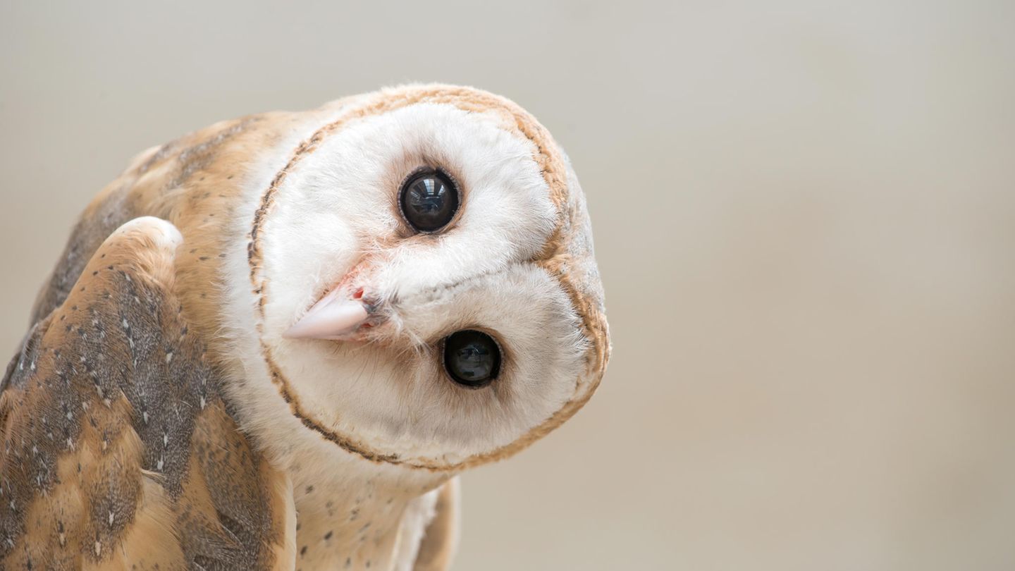 Vögel: Die Drehung des Kopfes dient der Gemeinen Schleiereule unter anderem zur Orientierung Die Drehung des Kopfes dient der Gemeinen Schleiereule unter anderem zur Orientierung