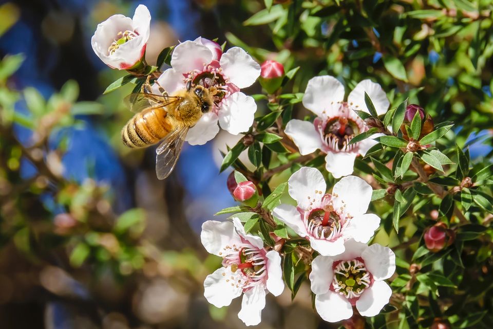 Eine Biene auf einer Blüte der Südseemyrthe
