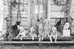 The Golden Retriever Photographic Society - Bruce Weber