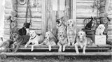The Golden Retriever Photographic Society - Bruce Weber