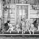 The Golden Retriever Photographic Society - Bruce Weber