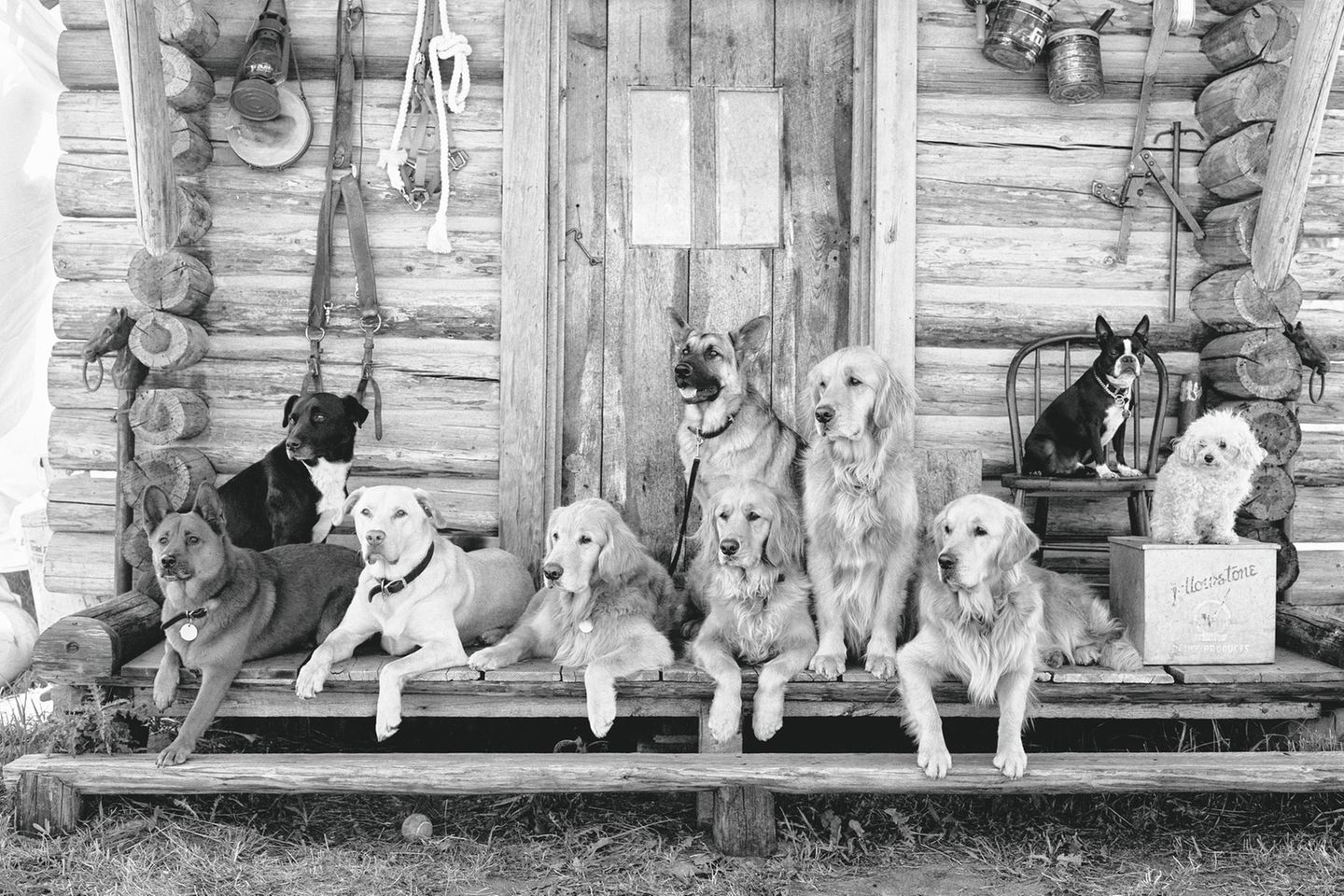 "Die Gang" der Little Bear Ranch (Montana, 1995) The Golden Retriever Photographic Society - Bruce Weber