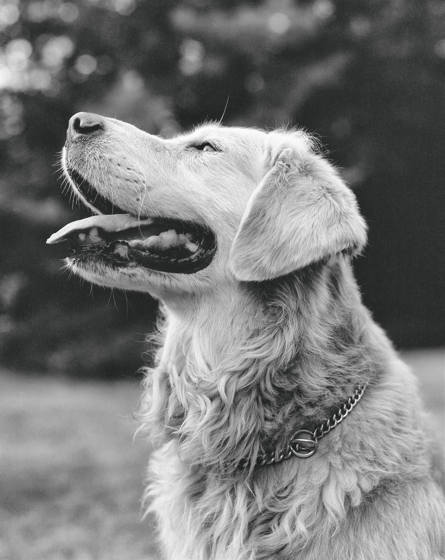 Rowdy (New York, 1988) The Golden Retriever Photographic Society - Bruce Weber