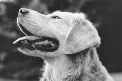 The Golden Retriever Photographic Society - Bruce Weber