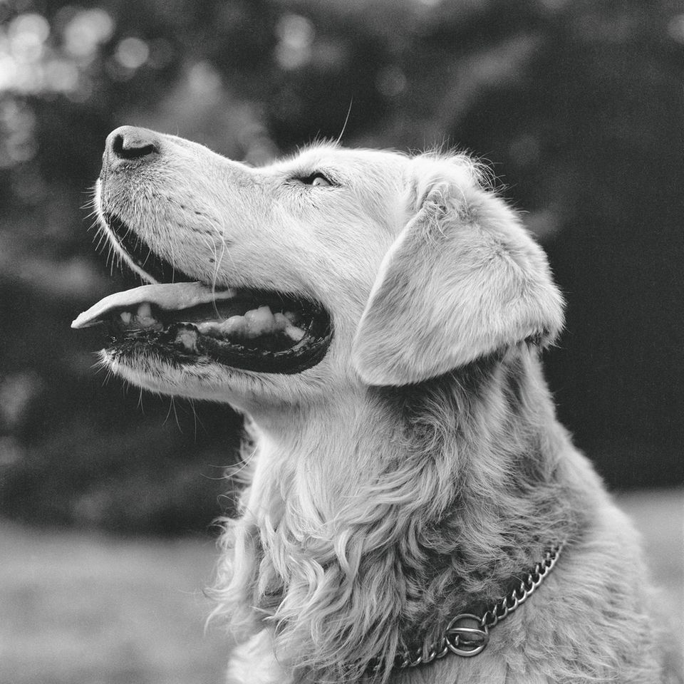 Rowdy (New York, 1988) The Golden Retriever Photographic Society - Bruce Weber