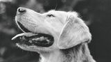 The Golden Retriever Photographic Society - Bruce Weber