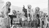 The Golden Retriever Photographic Society - Bruce Weber