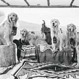 The Golden Retriever Photographic Society - Bruce Weber