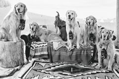 The Golden Retriever Photographic Society - Bruce Weber