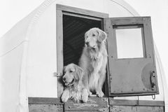 The Golden Retriever Photographic Society - Bruce Weber