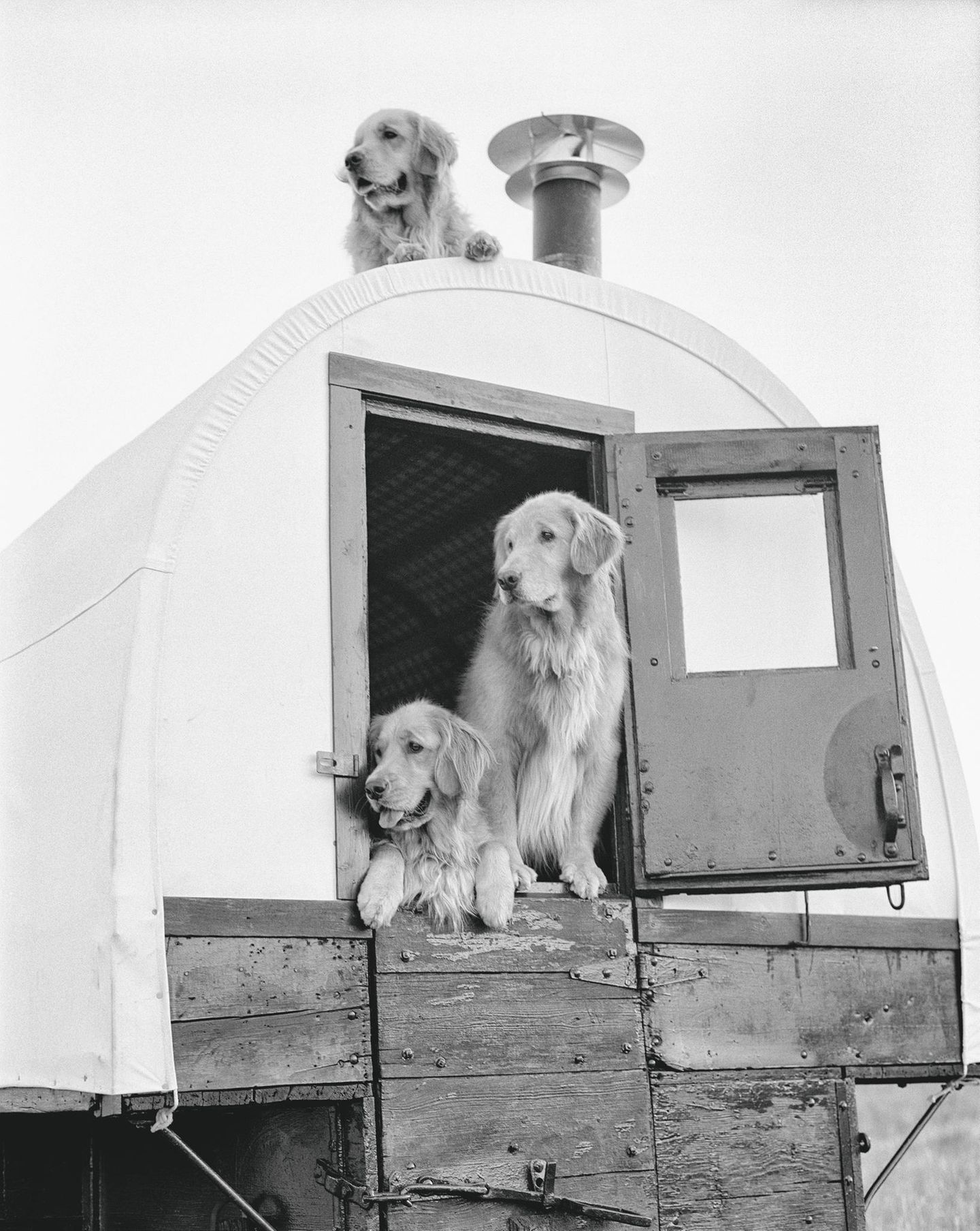 "Dons Zigeunerwagen" (Montana, 1994) The Golden Retriever Photographic Society - Bruce Weber
