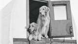 The Golden Retriever Photographic Society - Bruce Weber