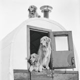 The Golden Retriever Photographic Society - Bruce Weber