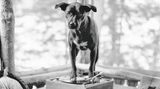 The Golden Retriever Photographic Society - Bruce Weber