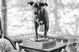 The Golden Retriever Photographic Society - Bruce Weber
