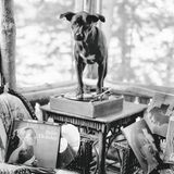 The Golden Retriever Photographic Society - Bruce Weber