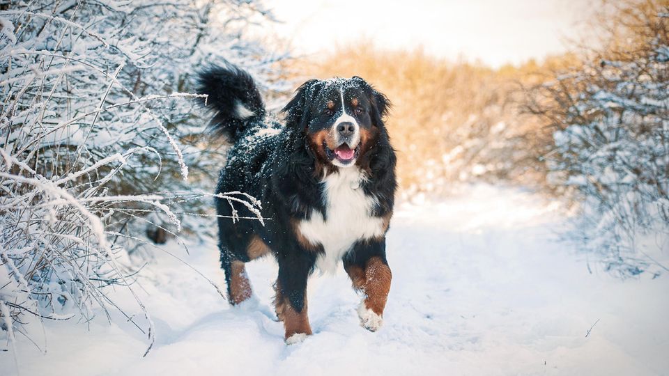 Hund im Schnee Hund im Schnee