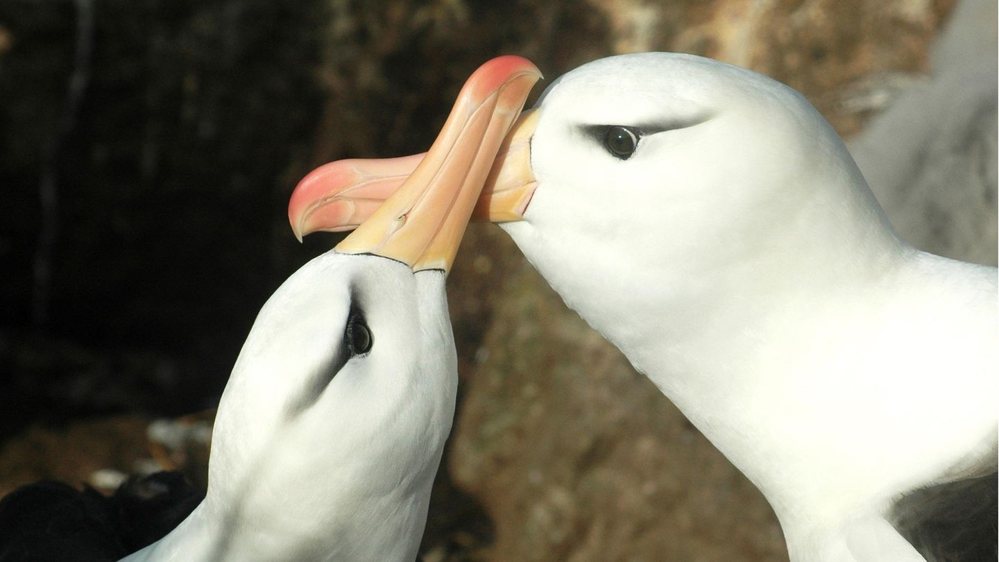 Schwarzbrauen-Albatrosse sind sich in der Regel ein Leben lang treu