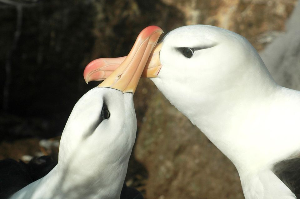 Schwarzbrauen-Albatrosse sind sich in der Regel ein Leben lang treu