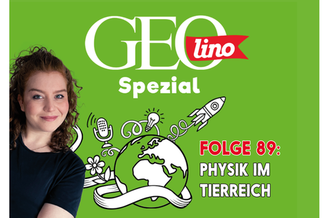 In Folge 89 unseres GEOlino-Podcasts geht es um Physik im Tierreich