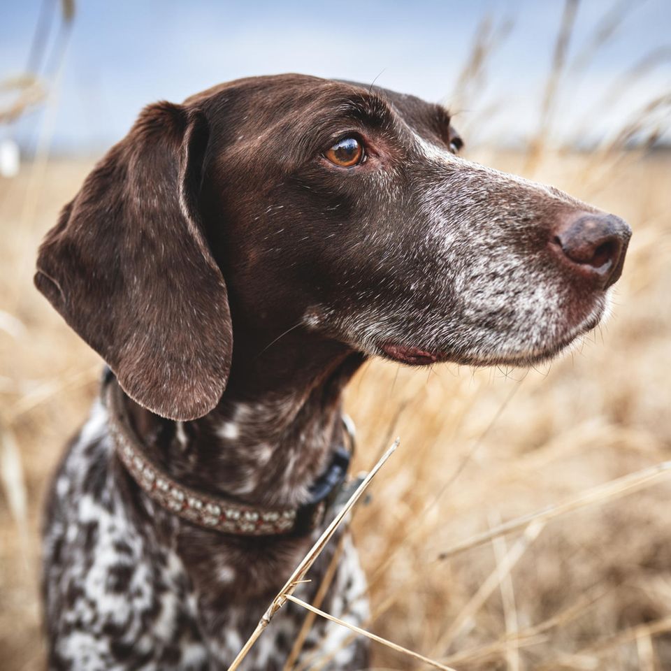 Ein aufmerksamer Spürhund im hohen Gras