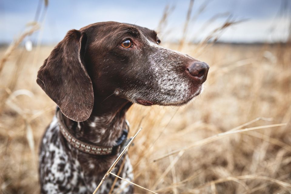 Ein aufmerksamer Spürhund im hohen Gras