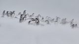 24.11.2021  "Antarktische Halbinsel: Vom Schnee verweht"