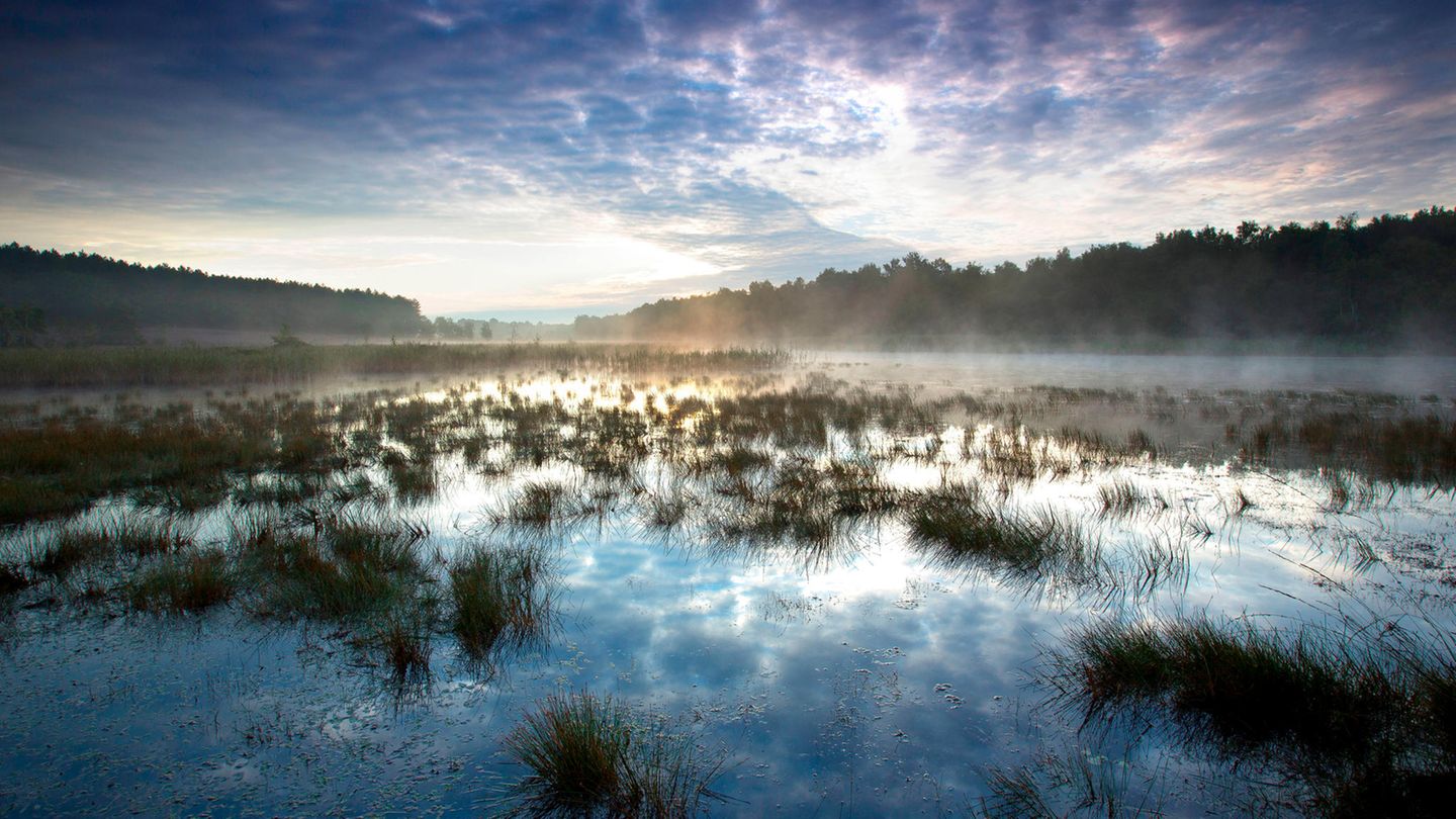 Nebel über dem See de Teut im Nationalpark Hoge Kempen