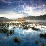 Nebel über dem See de Teut im Nationalpark Hoge Kempen