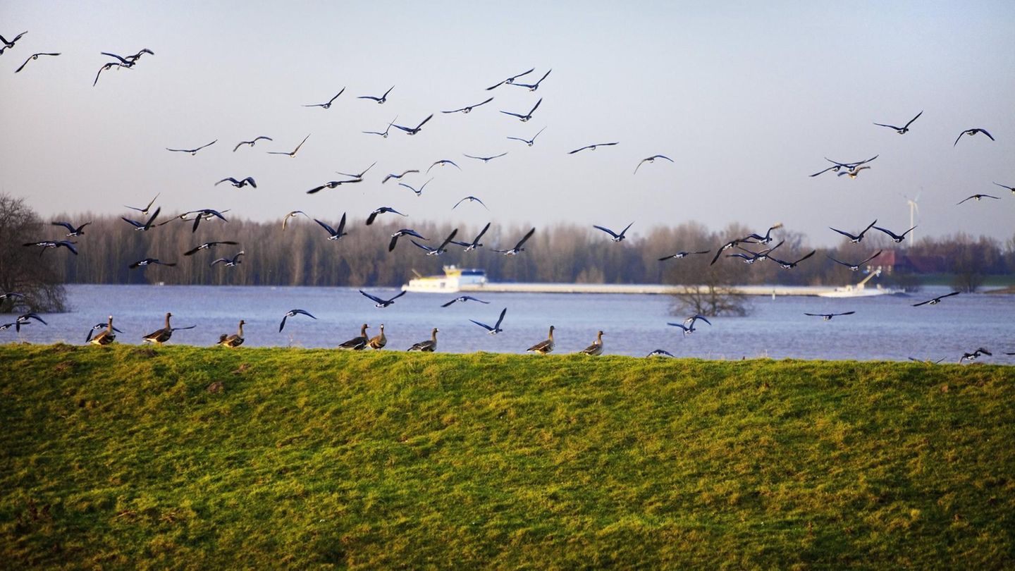 Bislicher Insel: Ideal, um Vögel zu beobachten Wildgänse Bislicher Insel