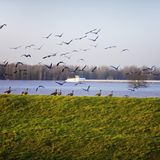 Wildgänse Bislicher Insel