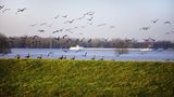 Wildgänse Bislicher Insel