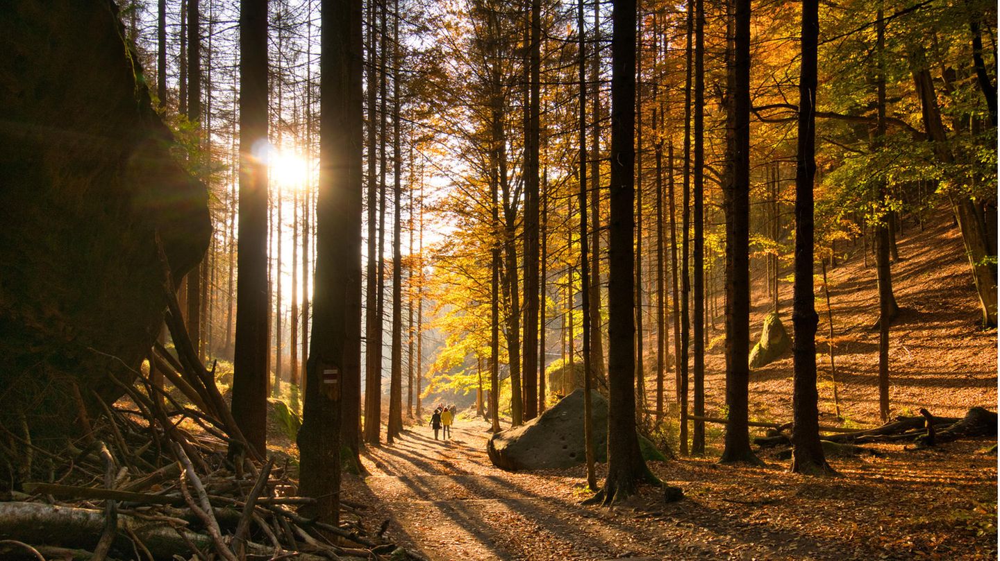 Wandern durch den Wald im Nationalpark Böhmische Schweiz