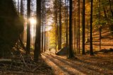 Wandern durch den Wald im Nationalpark Böhmische Schweiz