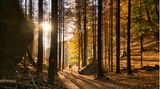 Wandern durch den Wald im Nationalpark Böhmische Schweiz