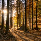 Wandern durch den Wald im Nationalpark Böhmische Schweiz