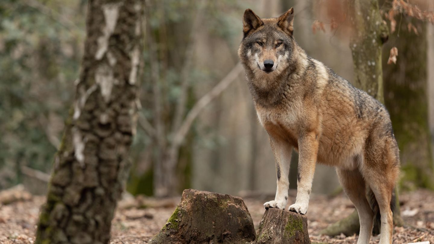 Wolf steht auf Baumstumpf im Wald