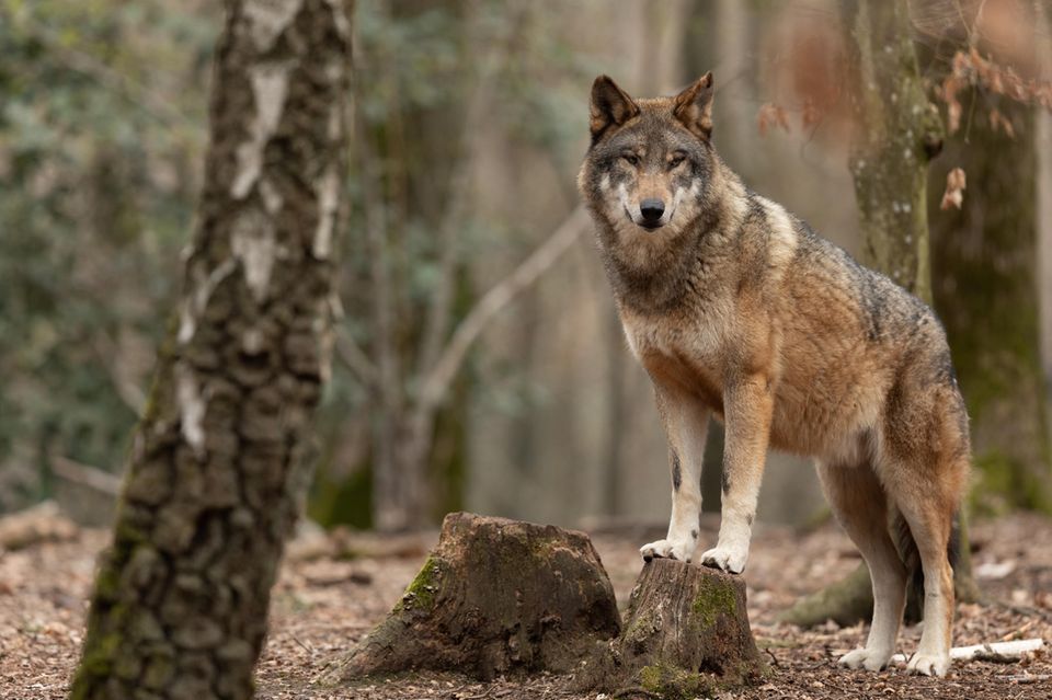 Wolf steht auf Baumstumpf im Wald