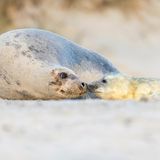 Kegelrobbe mit Nachwuchs auf Helgoland