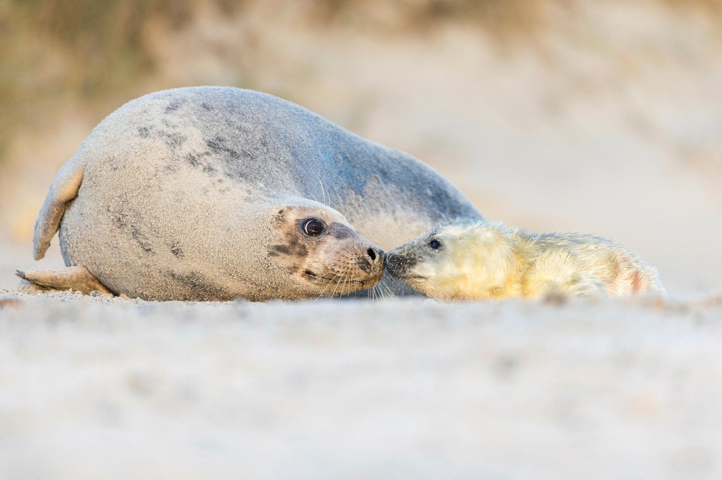 Robben beobachten - aber mit Vorsicht Kegelrobbe mit Nachwuchs auf Helgoland