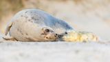 Kegelrobbe mit Nachwuchs auf Helgoland