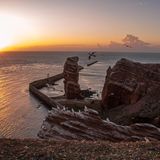 Lange Anna im Abendrot mit Vögeln auf Helgoland