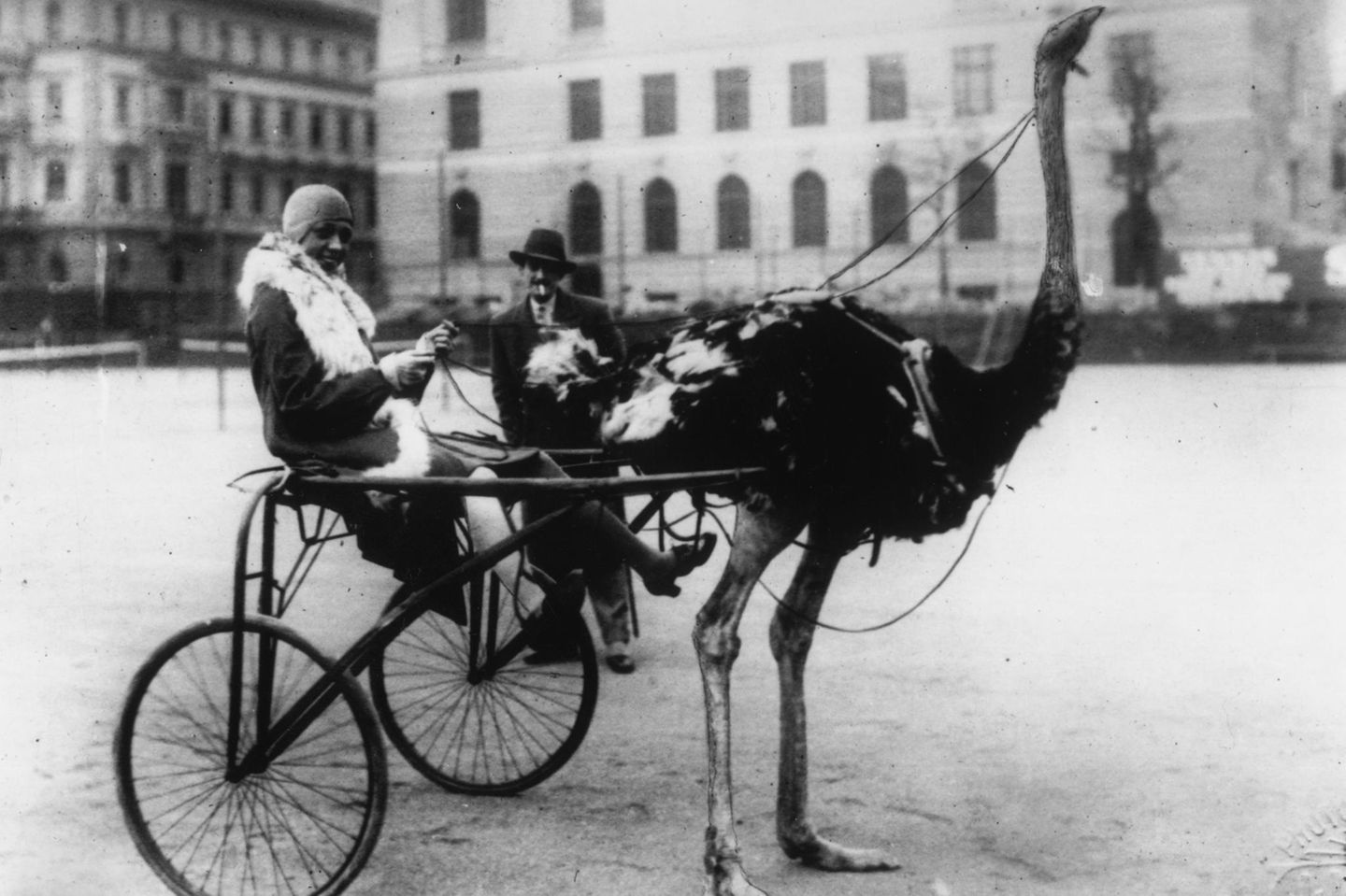 circa 1920:  American singer and dancer Josephine Baker (1906 - 1975) has harnessed an ostrich to pull a racing sulky.  (Photo by General Photographic Agency/Getty Images)