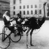 circa 1920:  American singer and dancer Josephine Baker (1906 - 1975) has harnessed an ostrich to pull a racing sulky.  (Photo by General Photographic Agency/Getty Images)