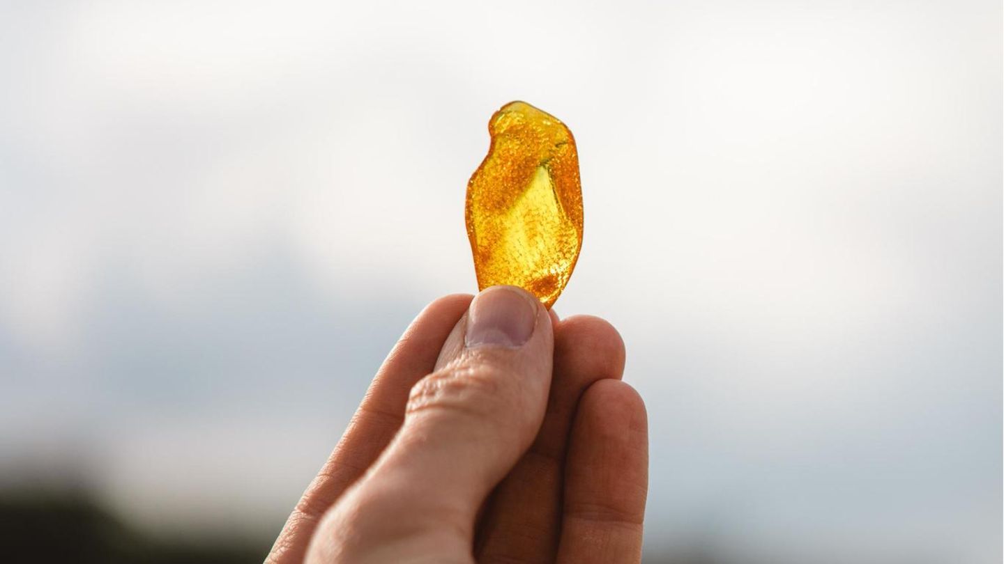 Schatz aus der Urzeit: Bernstein: Wie das Gold des Meeres entsteht und wo es zu finden ist